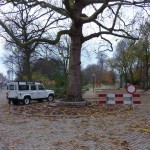 Nieuwe situatie Hekwerk Bevrijdingsboom Vlaardingen exoot restauratie Walraad architecten